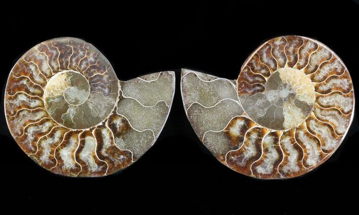 Sliced Fossil Ammonite Pair - Agatized #37171